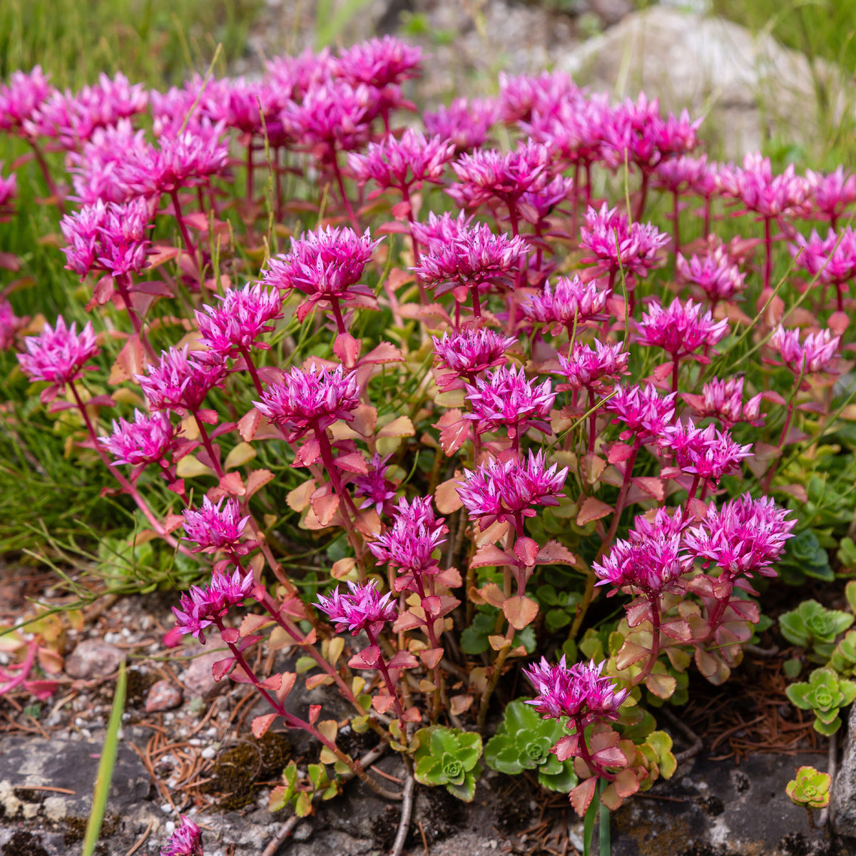 Vente Collection variée de 12 plantes vivaces  - 2 m² - Sedum acre, Hosta, Aster, Erigeron speciosus Rosa Jewel, Delphinium, Phlox paniculata, Thymus serpyllum, Sedum spurium, Incarvillea Delavayi, Achillea , Gypsophila paniculata, Lupinus