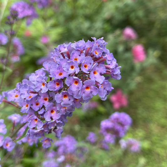 Bakker - Arbre à papillons Dreaming Lavender - Buddleja dreaming lavender