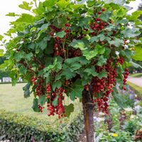 Ribes rubrum, nigrum - Collection de 2 groseillier et cassis sur tige - Cassissiers