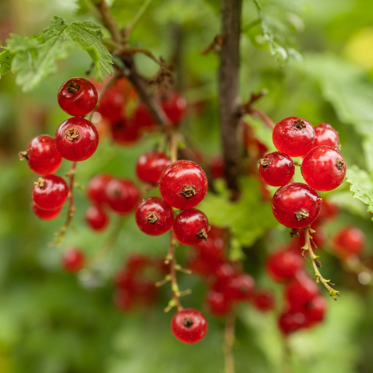 Groseilliers - Groseillier rouge sur tige - Ribes rubrum Jonkheer van Tets