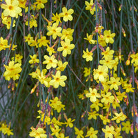 Jasminum nudiflorum - Jasmin d'hiver - Plantes grimpantes