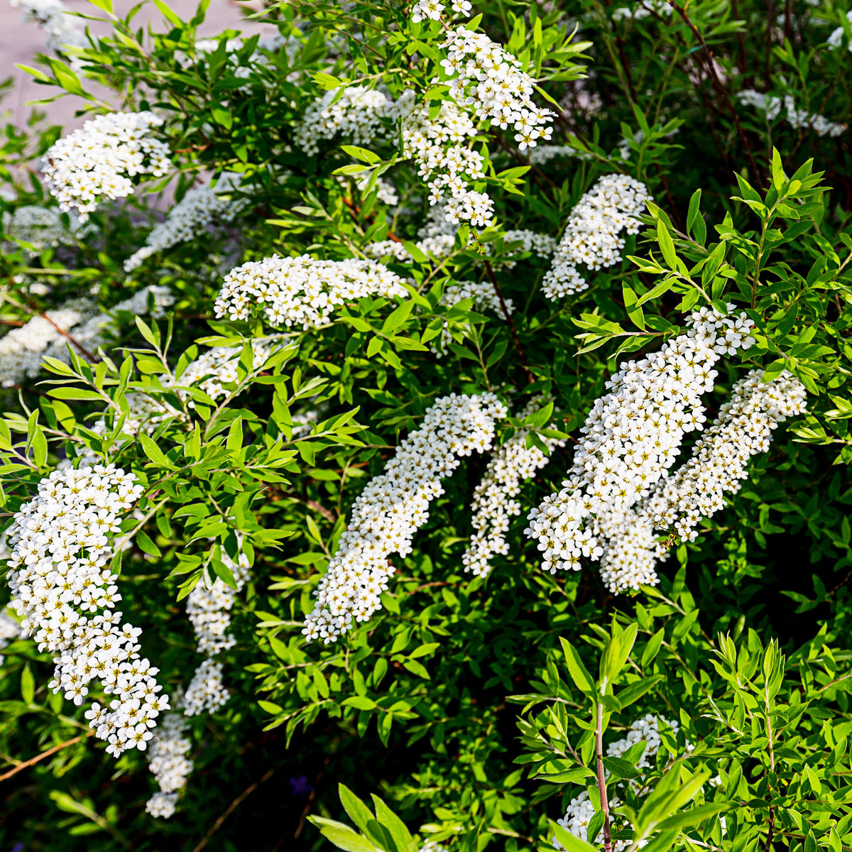 Spiraea cinerea  Grefsheim - Spirée 'Grefsheim' - Spirées