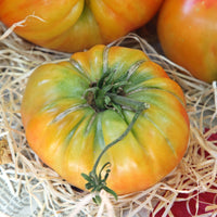 Tomate de collection Ananas - Solanum lycopersicum ananas - Bakker