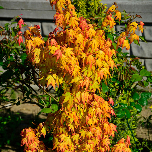 Érable du Japon 'Orange Dream'