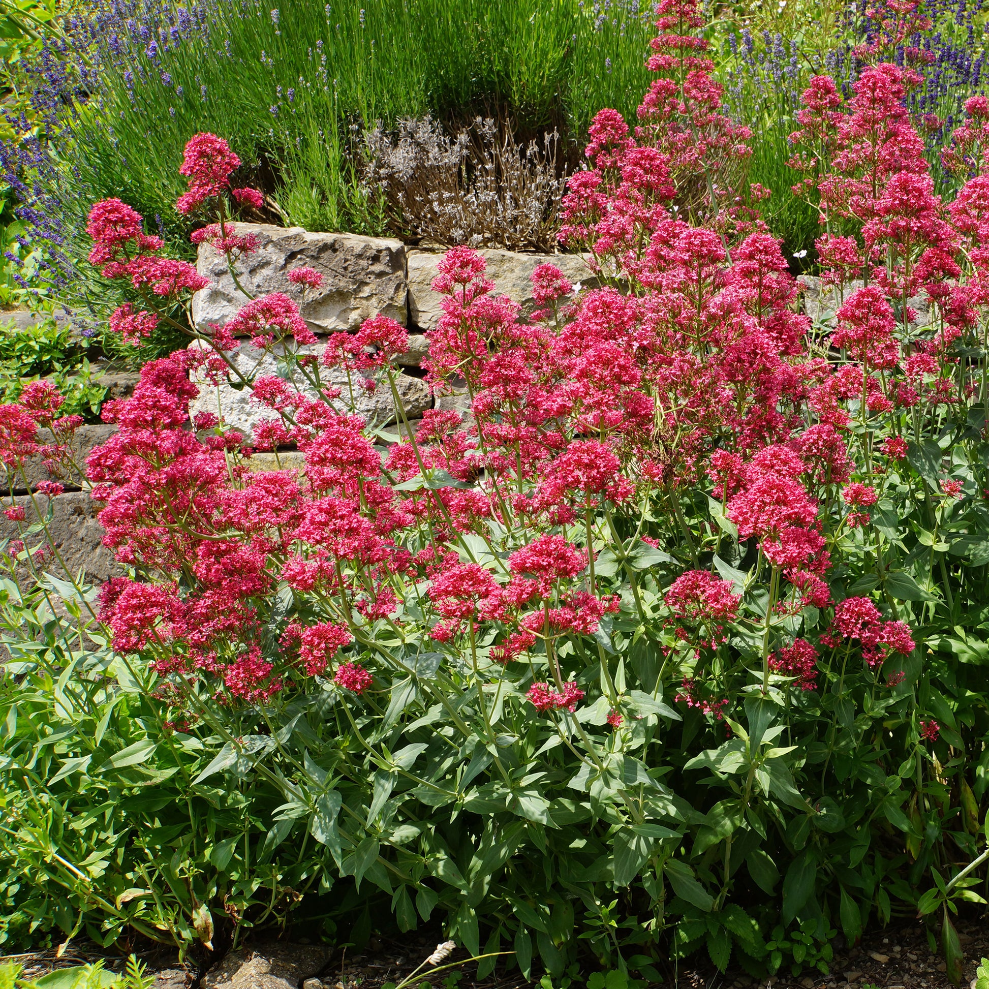 Vente Collection de 11 plantes vivaces pour massifs champêtres