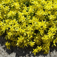 Vente 2 Sedum acre - Poivre des murailles - Sedum acre