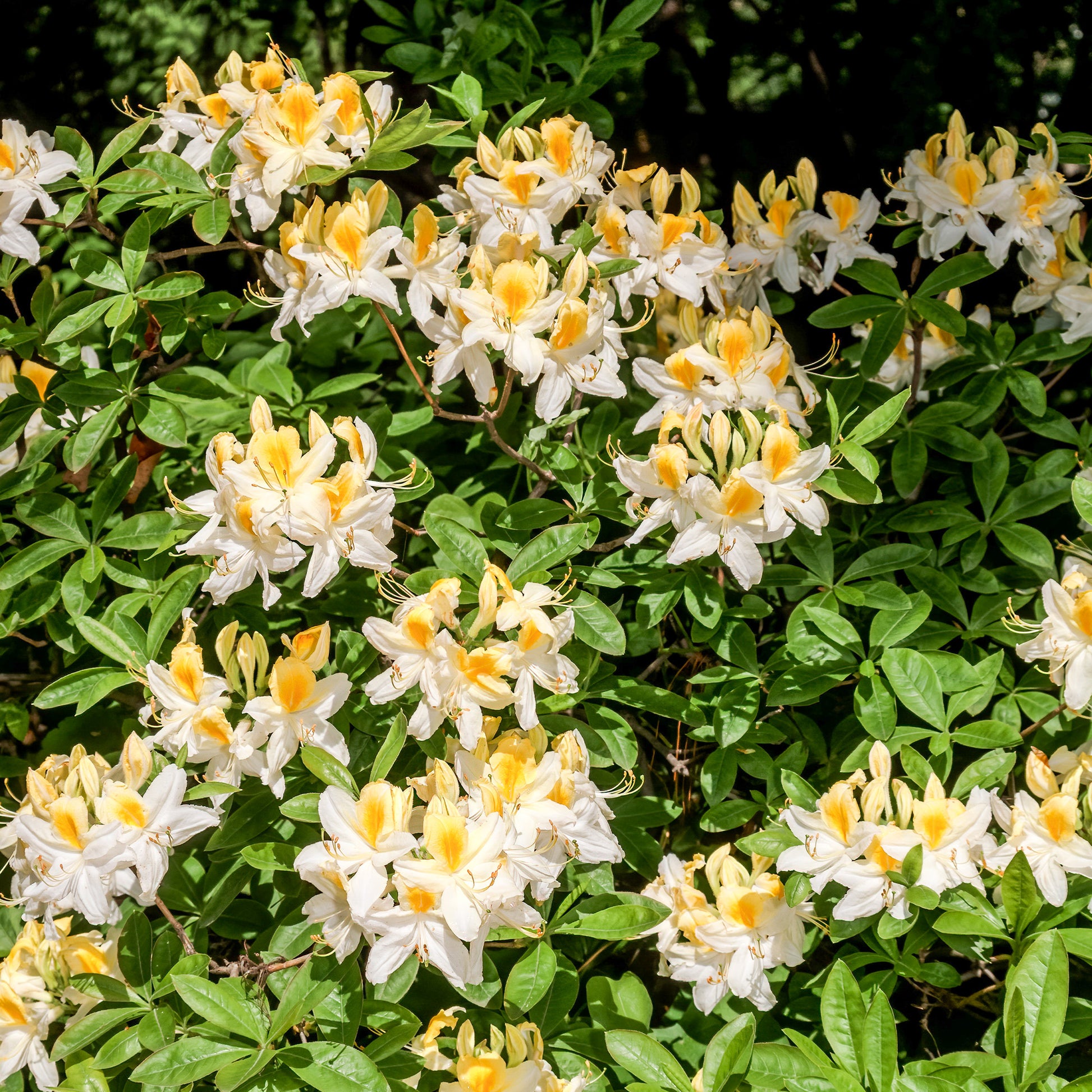 Bakker - Azalée de Chine blanche - Azalea mollis - Plantes d'extérieur