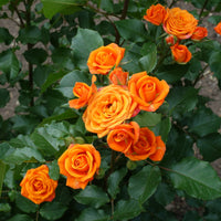 Rosier Orange Unique - Plante Fleurie d'Extérieur Incomparable