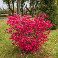 Bakker - Fusain ailé - Euonymus alatus