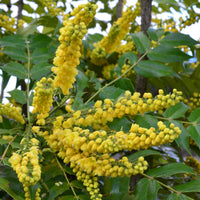 Mahonia Charity - Mahonia media Charity - Bakker