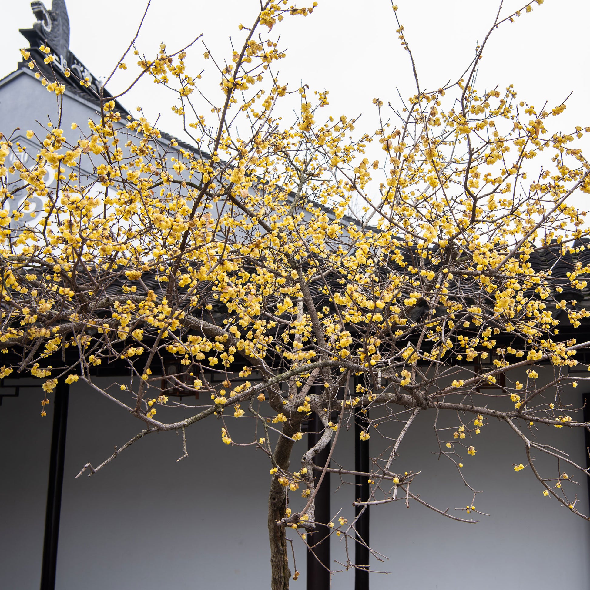 Bakker - Chimonanthe précoce - Chimonanthus praecox - Plantes d'extérieur