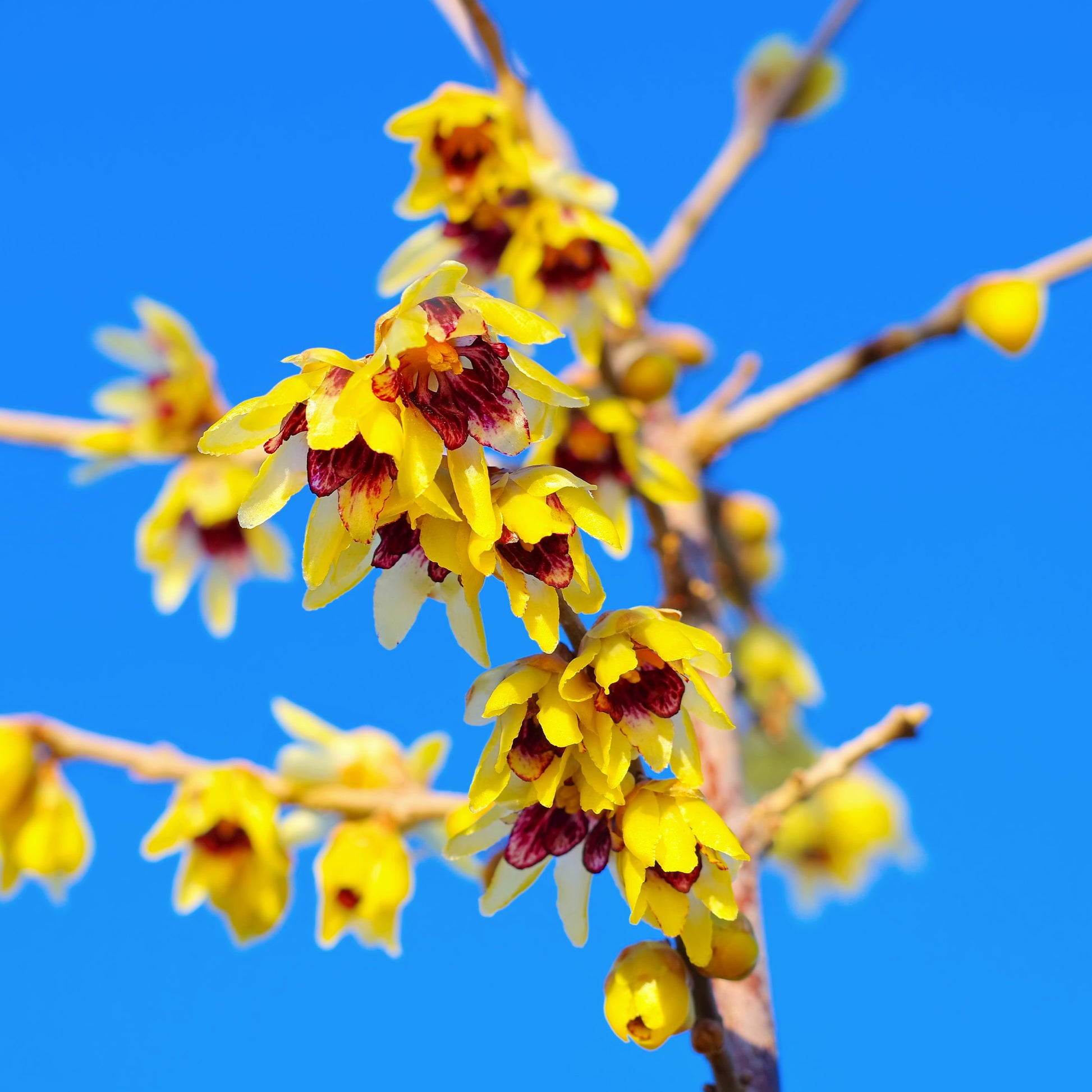 Bakker - Chimonanthe précoce - Chimonanthus praecox - Plantes d'extérieur