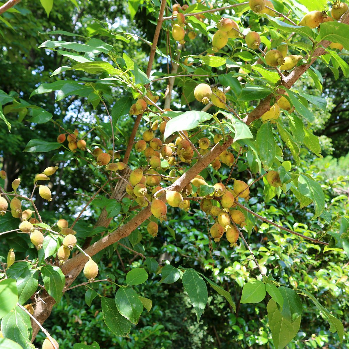Vente Chimonanthe précoce - Chimonanthus praecox