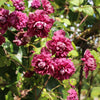 Clématite double pourpre - Bakker