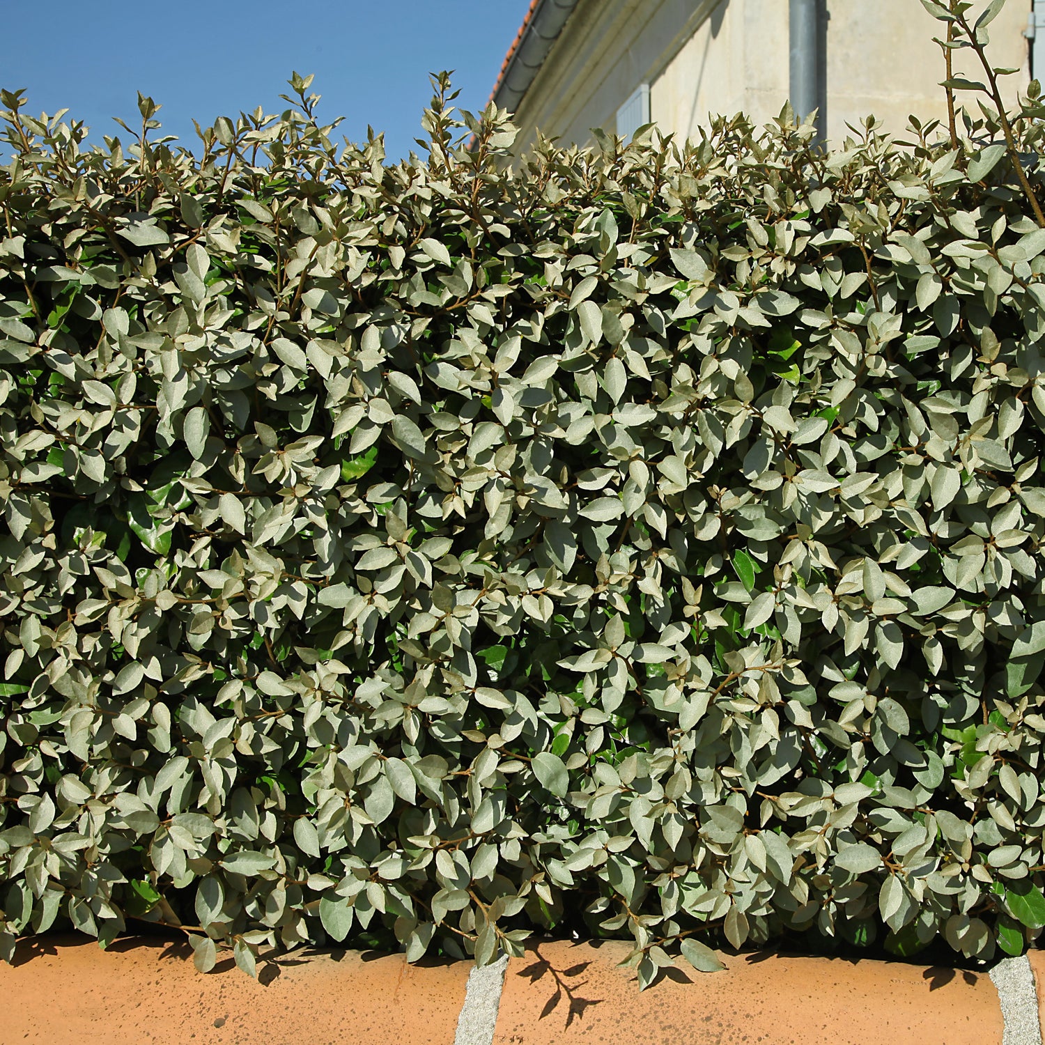 Arbustes de haie