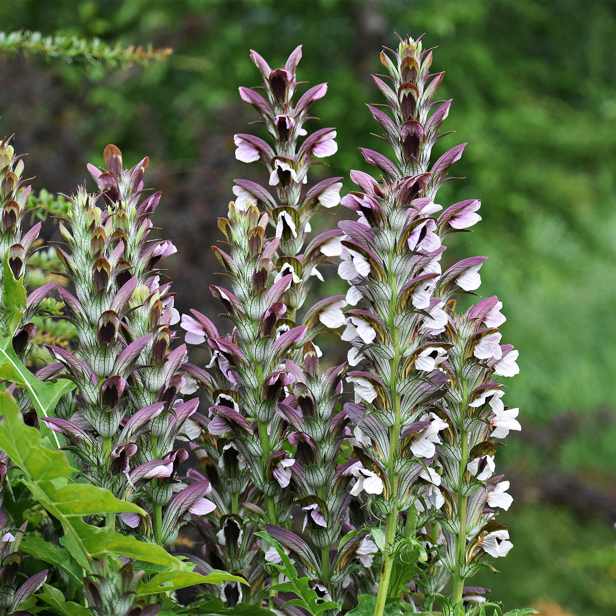 Acanthus mollis, Heliopsis scabra, Aconitum napellus, Phlox paniculata, Hemrocallis Samy Russel,  Lychnis viscaria, Anaphalis triplinervis, Campanula carpatica - Le massif été fleuri - 18 plantes vivaces - Superficie environ 2 m² - Acanthe