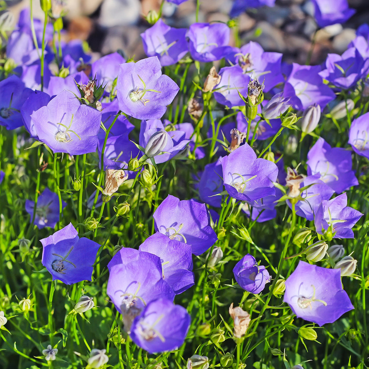 Vente Acanthe - Le massif été fleuri - 18 plantes vivaces - Superficie environ 2 m²