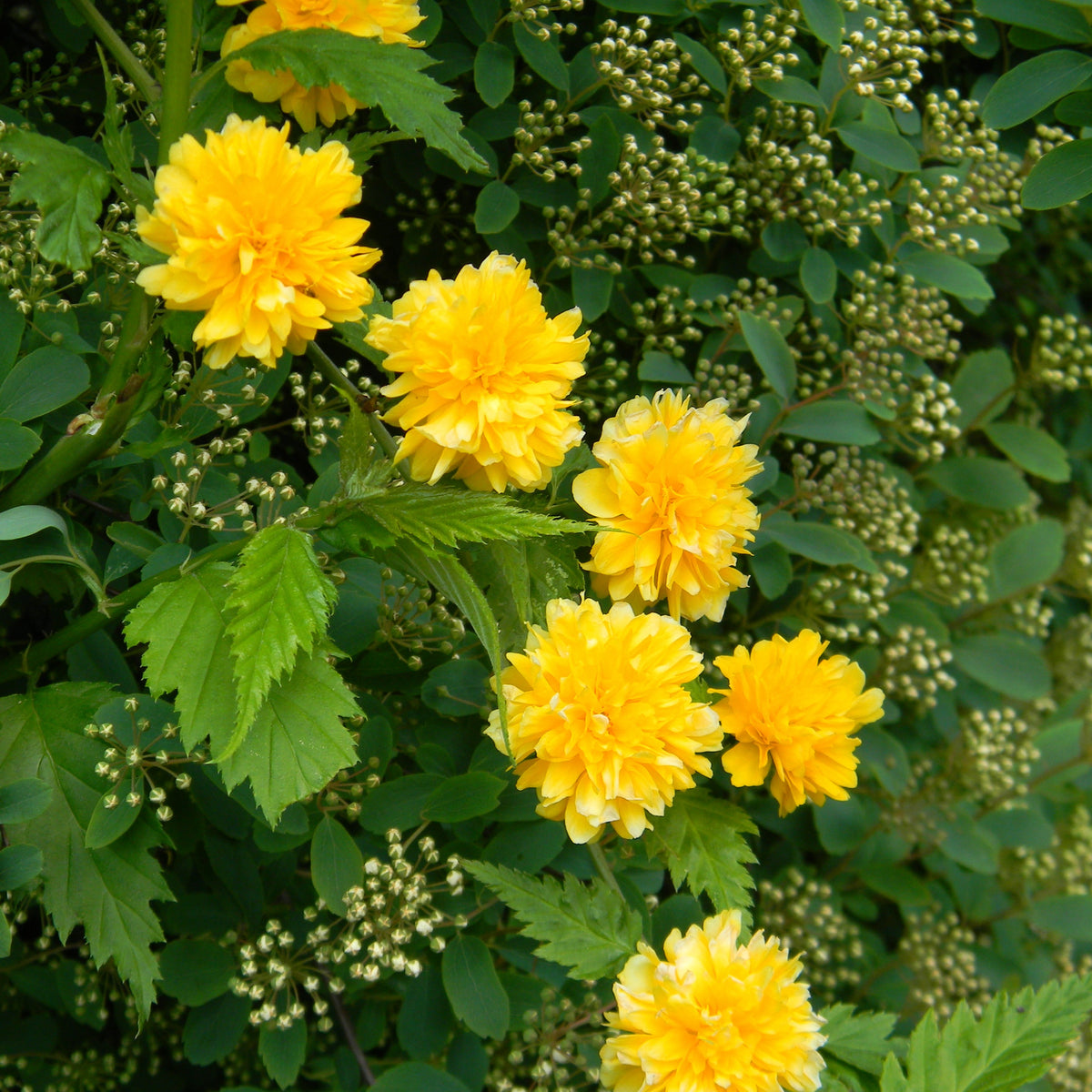 Arbustes fleuris - Corête du Japon - Kerria japonica pleniflora