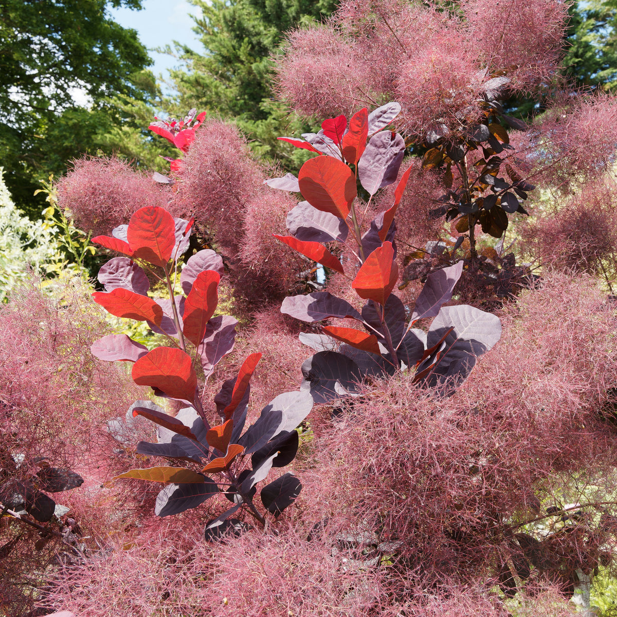 Arbre à perruque pourpre Royal Purple - Bakker