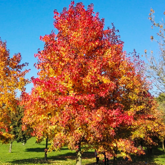 Copalme d'Amérique - Liquidambar - Bakker