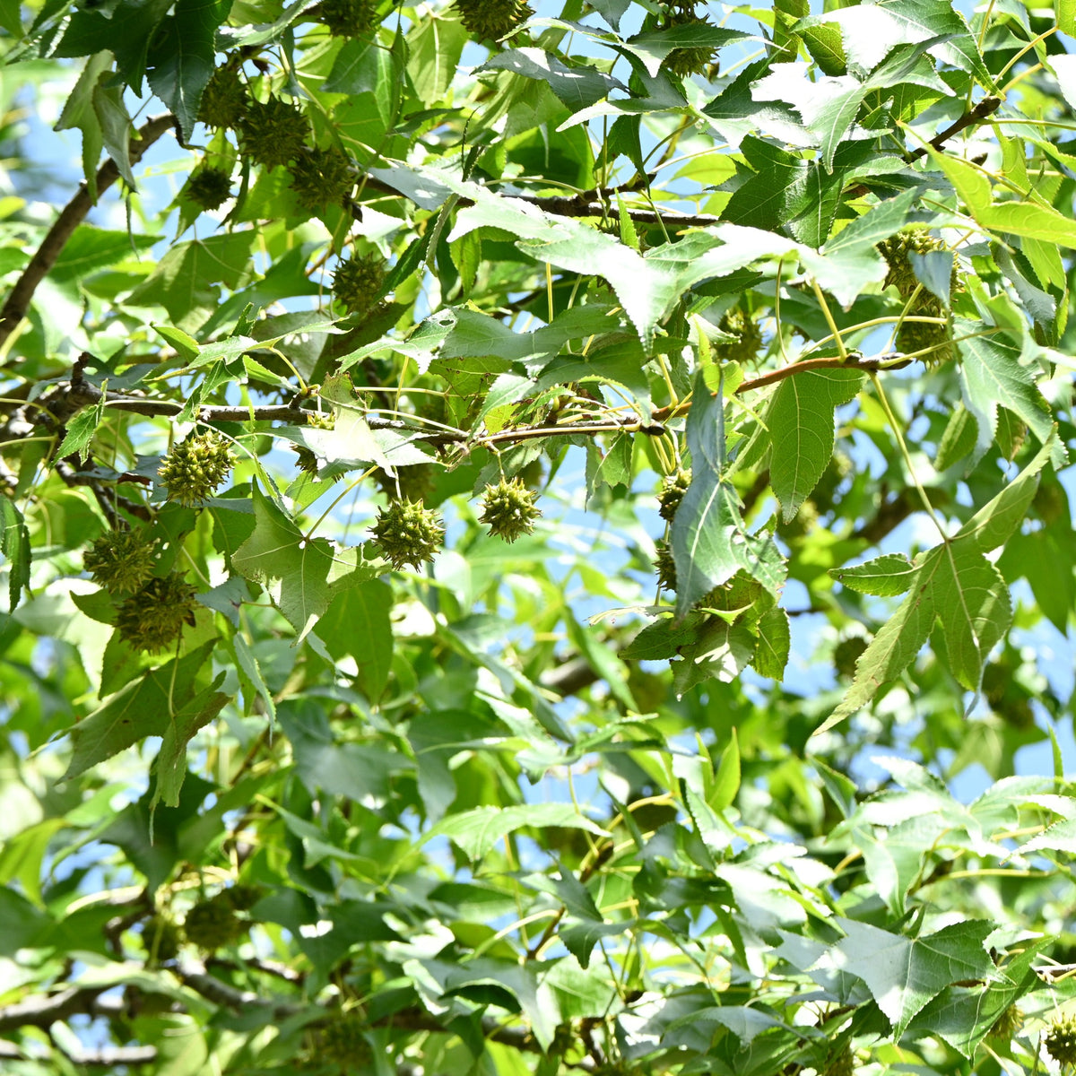 Vente Copalme d'Amérique - Liquidambar - Liquidambar - Copalme