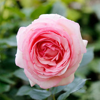 Rosiers parfumés - Collection de 2 Rosiers : Anglais Her's Ausgreen et Ausgreen's winne - Rosa 'her's ausgreen' ® (ausblush), 'ausgreen's wi
