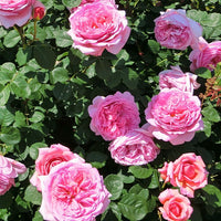 Collection de 2 Rosiers : Anglais Her's Ausgreen et Ausgreen's winne - Rosa 'her's ausgreen' ® (ausblush), 'ausgreen's wi - Bakker