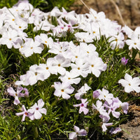 3 Phlox mousse blancs - Phlox subulata alba - Bakker