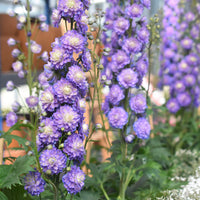 Delphinium Highlander® Bolero - Delphinium Highlander® Bolero - Bakker