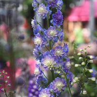 Delphinium Highlander® Bolero - Delphinium Highlander® Bolero - Delphinium