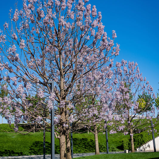 L'Arbre impérial- Paulownia - Bakker