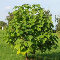 Vente L'Arbre impérial- Paulownia