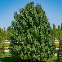 Vente L'Arbre impérial- Paulownia - Paulownia tomentosa