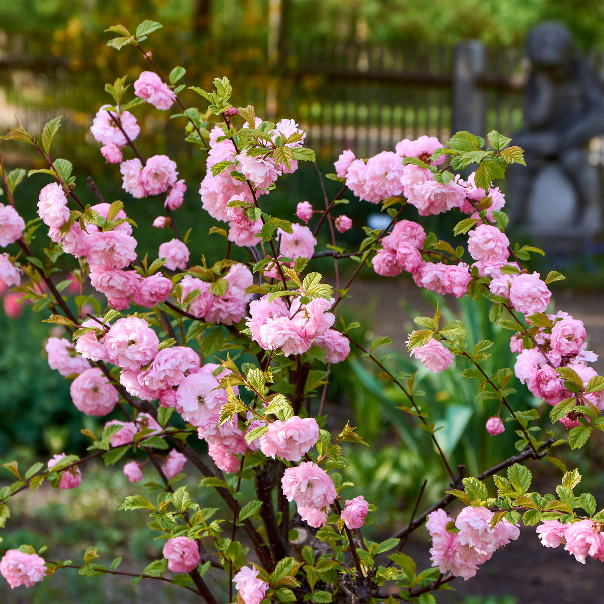 Amandier à fleurs sur tige - Bakker