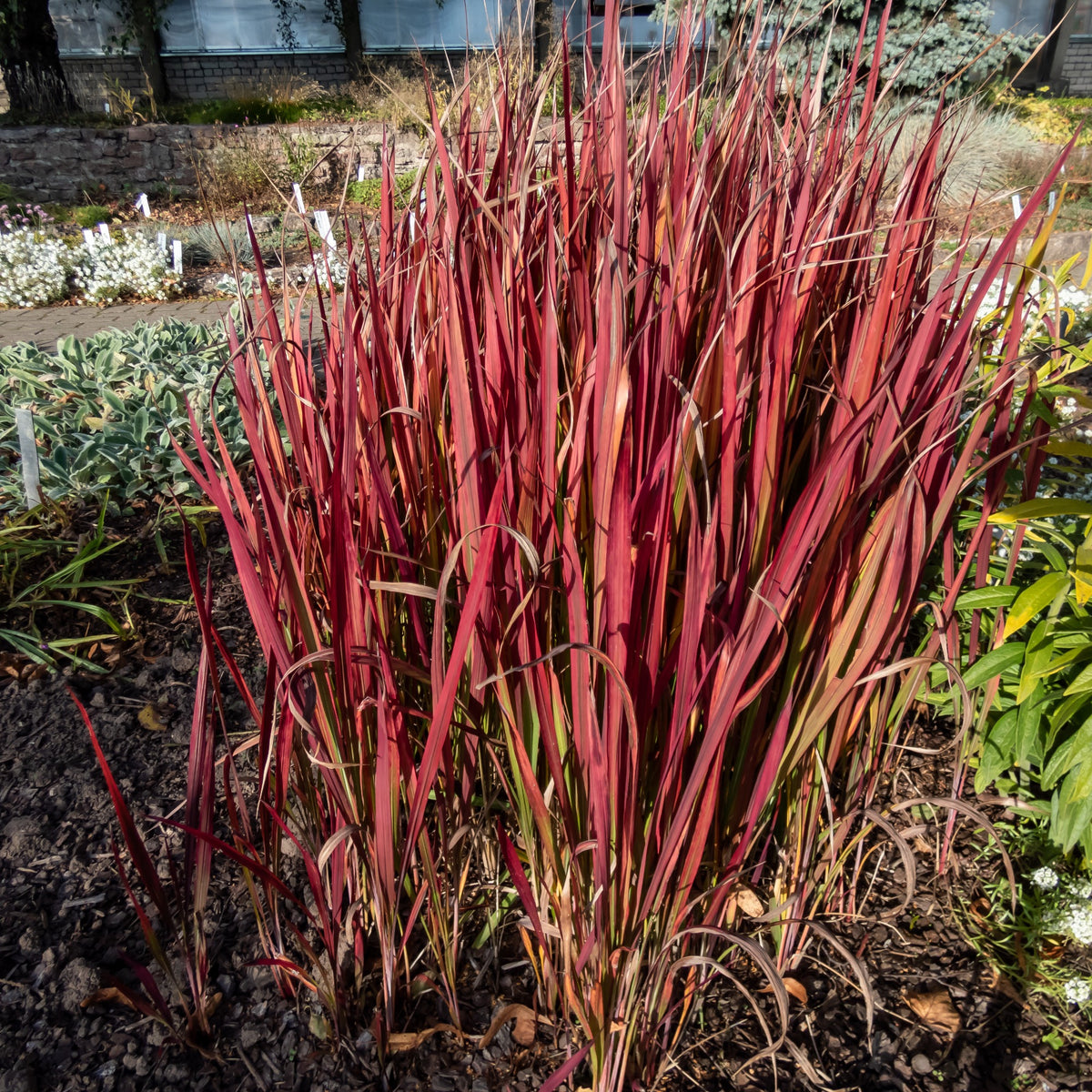 Imperata cylindrica Red Baron, Carex oshimensis Evergreen, Festuca glauca - 3 Graminées colorées en mélange - Plantes vivaces