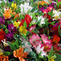 Alstroemeria - 3 Lys des incas en mélange - Vivaces fleuries