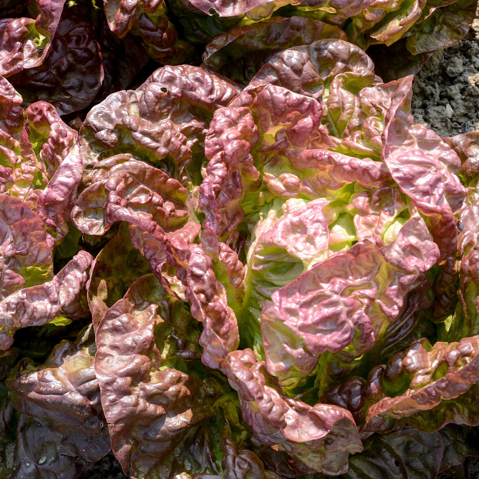 Collection de 6 mois de salades - Bakker.com | France