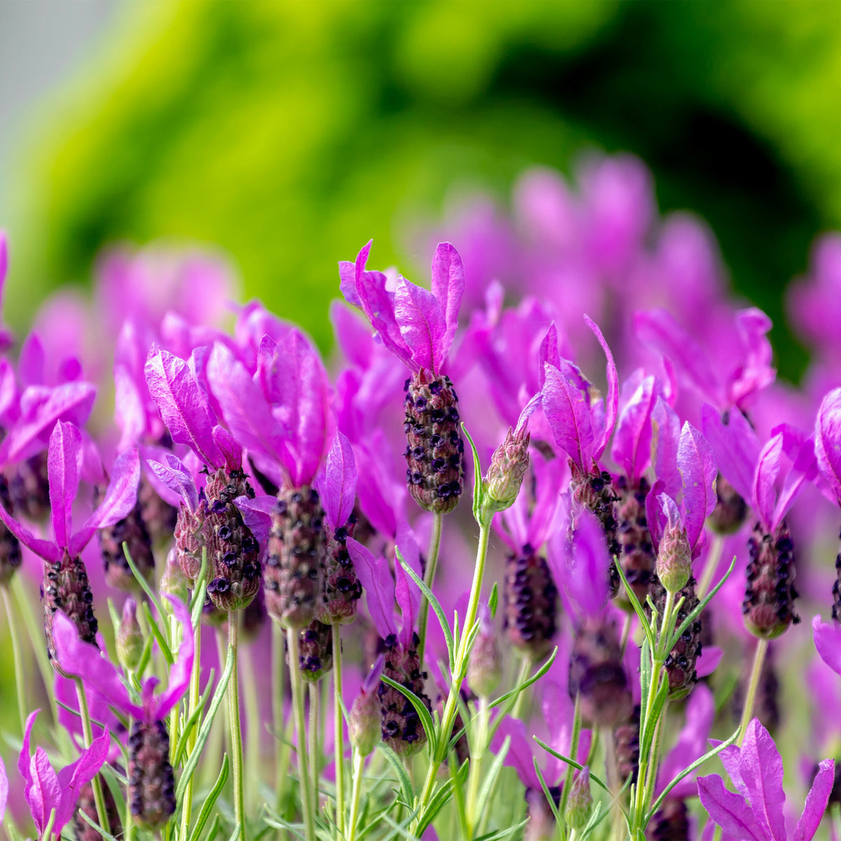 Lavande papillon The Princess ® Lavender - Bakker