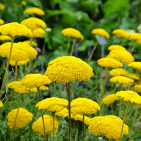 Achillea filipendula, Sidalcea Rosanna, Aconitum arendsii, Astilbe, Lencanthemum superbum Silver Princess, Alchemilla Mollis, Gaillarda Kobold, Dianthus plumarius Fortuna - Massif fleuri facile - 8 plantes vivaces - Superficie env. 1,5 m² - Plantes vivaces