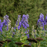 Plantes vivaces - Massif fleuri facile - 8 plantes vivaces - Superficie env. 1,5 m² - Achillea filipendula, Sidalcea Rosanna, Aconitum arendsii, Astilbe, Lencanthemum superbum Silver Princess, Alchemilla Mollis, Gaillarda Kobold, Dianthus plumarius Fortuna