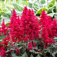 Vente Massif fleuri facile - 8 plantes vivaces - Superficie env. 1,5 m²