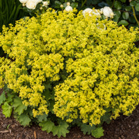 Vente Massif fleuri facile - 8 plantes vivaces - Superficie env. 1,5 m² - Plantes vivaces