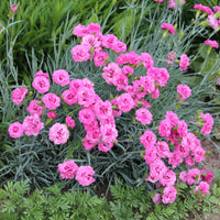 Vente Plantes vivaces - Massif fleuri facile - 8 plantes vivaces - Superficie env. 1,5 m²