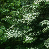 Cornus kousa - Cornouiller du Japon - Arbustes