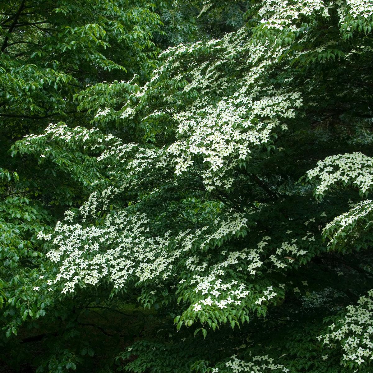 Cornus kousa - Cornouiller du Japon - Arbustes