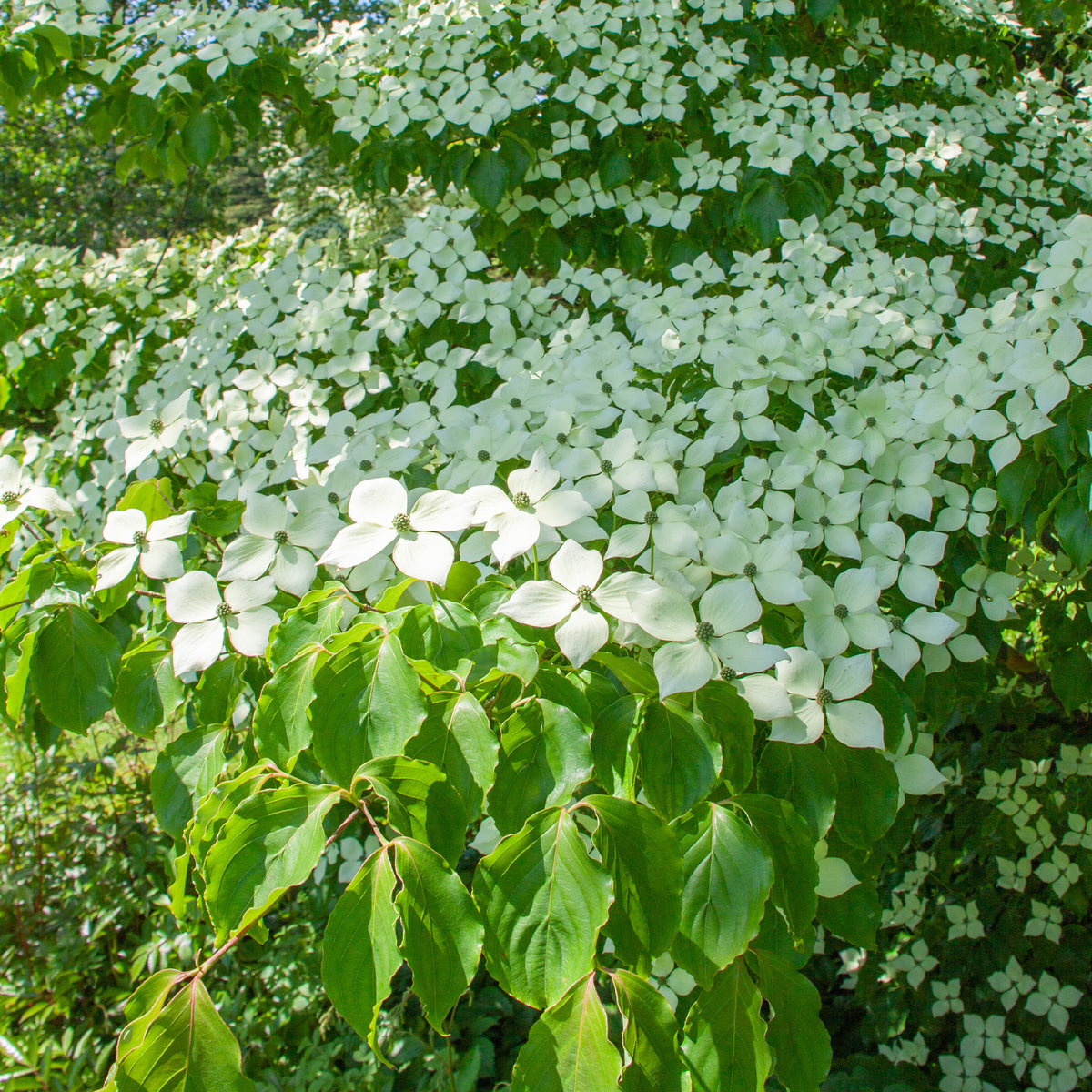 Vente Cornouiller du Japon - Cornus kousa