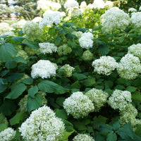 Collection d'Hortensias pour massifs et haies fleuris - 3 arbustes - Hydrangea macrophylla - Bakker
