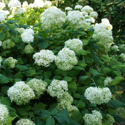 Hortensia 'Annabelle' - Bakker