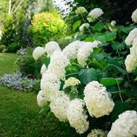 Vente Hortensia 'Annabelle' - Hydrangea arborescens Annabelle
