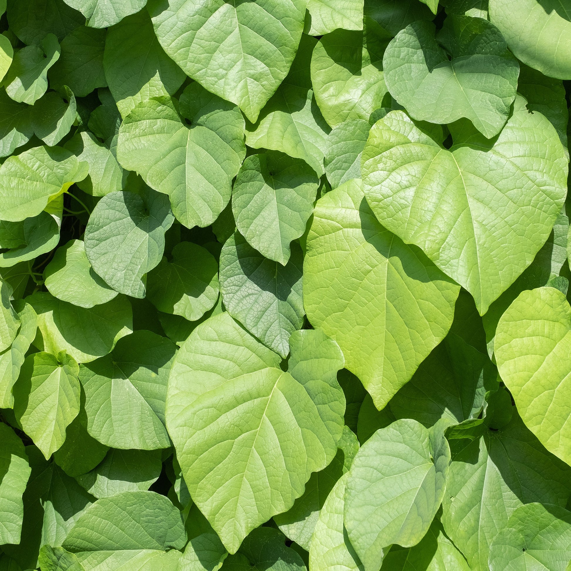 Bakker - Aristoloche - Aristolochia macrophylla - Plantes grimpantes